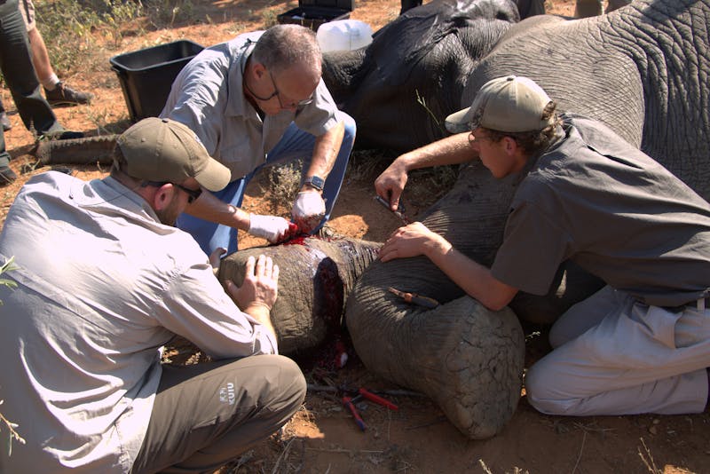 Group of volunteers assisting a veterinarian and helping to remove a snare from an elephant's legs