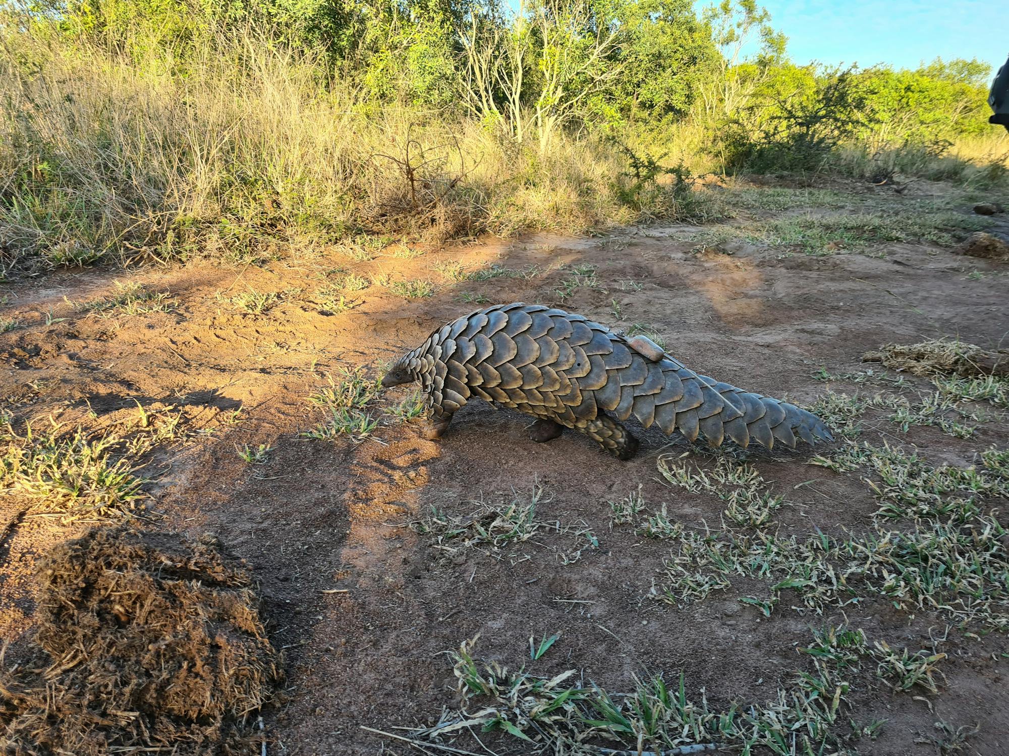 A pangolin walking away