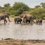 An elephant herd at a watering hole in the Okavango delta