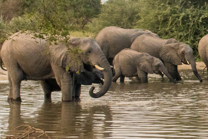 An elephant herd at a watering hole in the Okavango delta