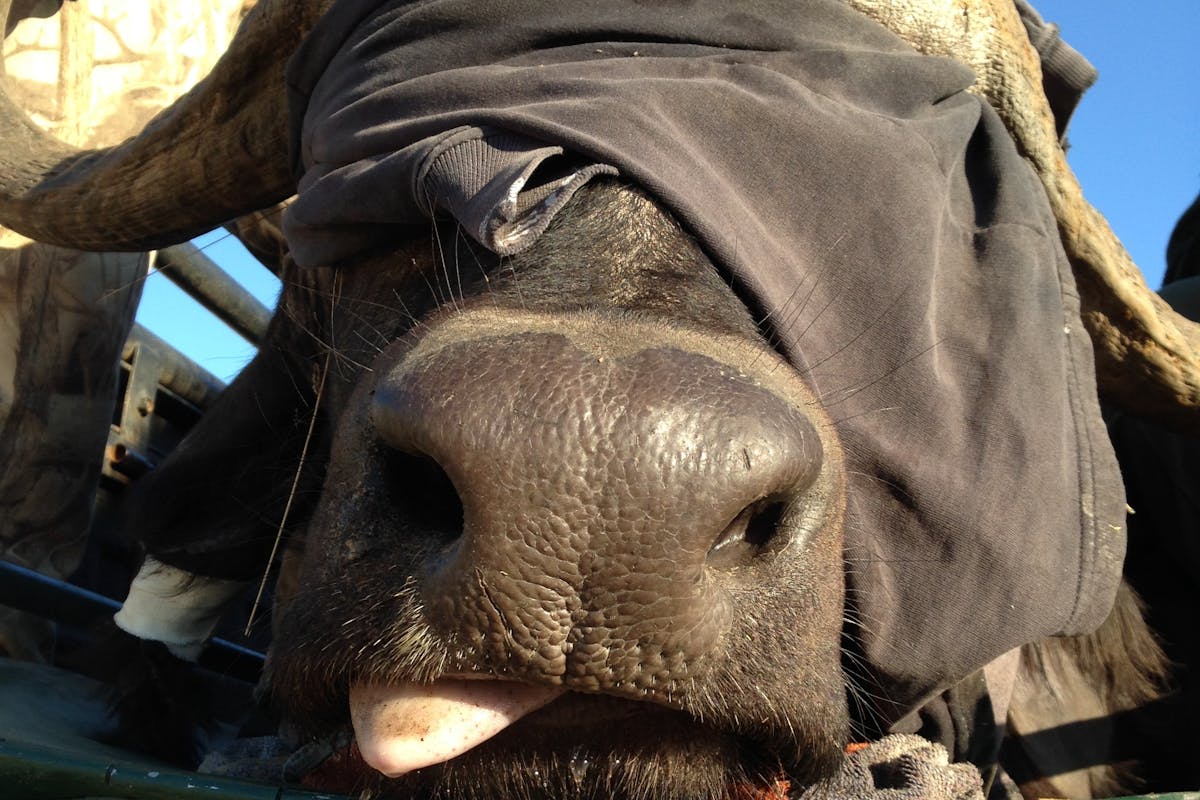 Sophie Gates: close-up of a sedated buffalo