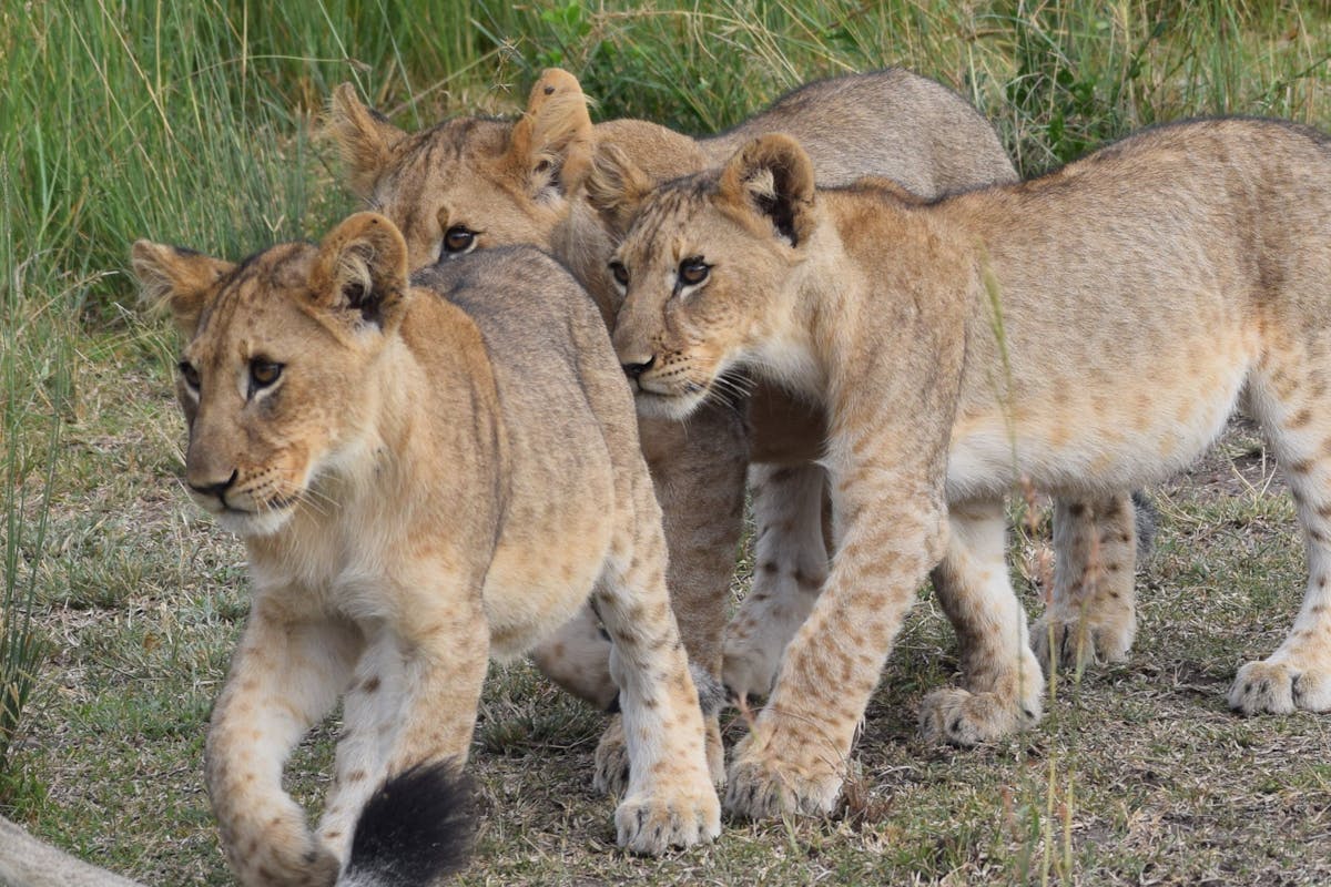 Close-up of three lion cubs