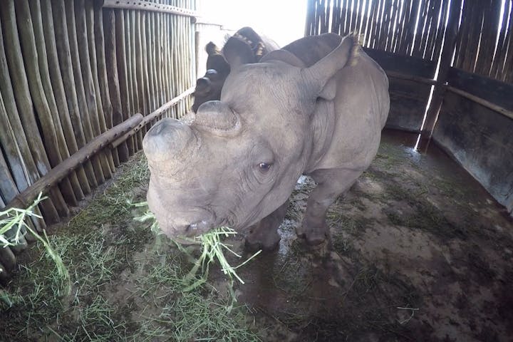 Close-up of a rhino feeding in a rehabilitation centre