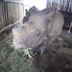 Close-up of a rhino feeding in a rehabilitation centre