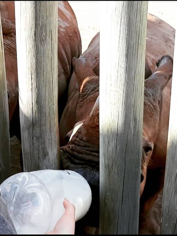 Laura Mullen: bottle feeding a rhino