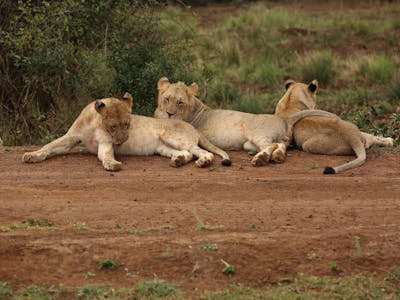 Group of lions relaxing at Phinda