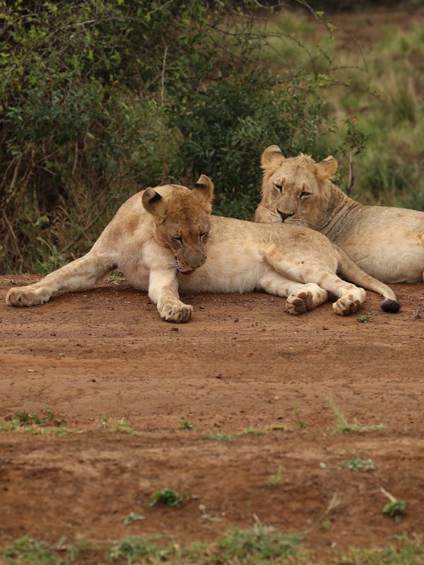 Group of lions relaxing at Phinda