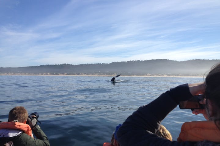 Group of students spotting a whale