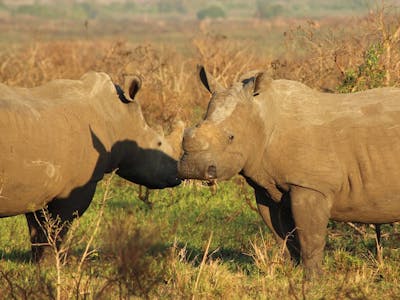 Nathalie Neumann: Two rhinos in the bush