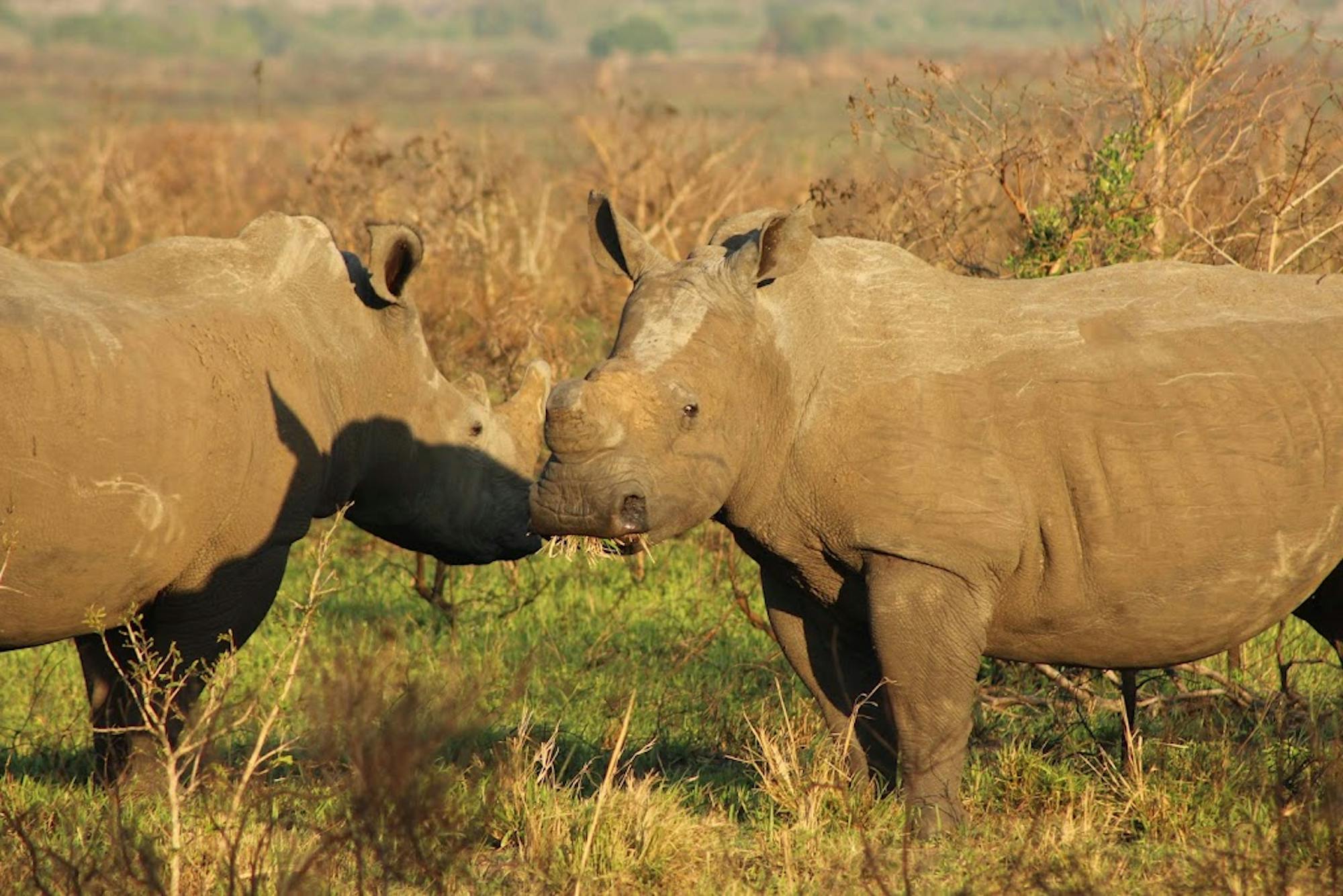 Nathalie Neumann: Two rhinos in the bush