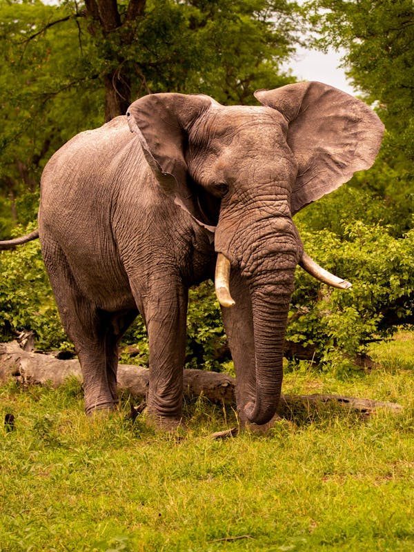 Karl Johan Nils Friberg: Elephant in the Okavango