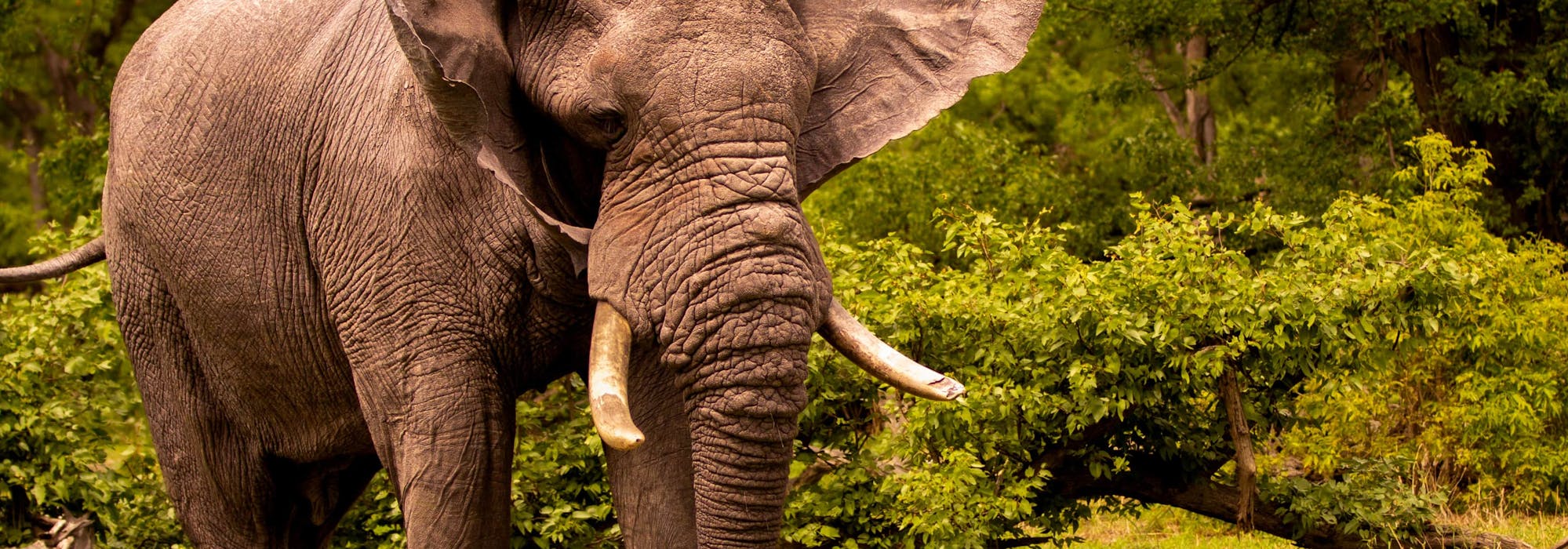 Karl Johan Nils Friberg: Elephant in the Okavango