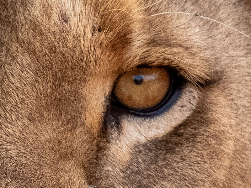 Close-up of a lion eye