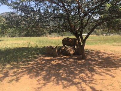 Emma Onyejekwe: rhinos underneath a tree