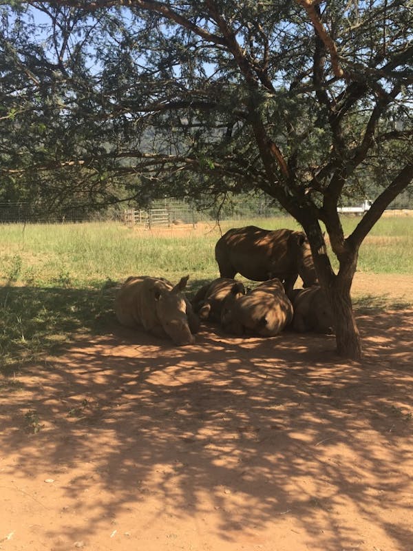 Emma Onyejekwe: rhinos underneath a tree