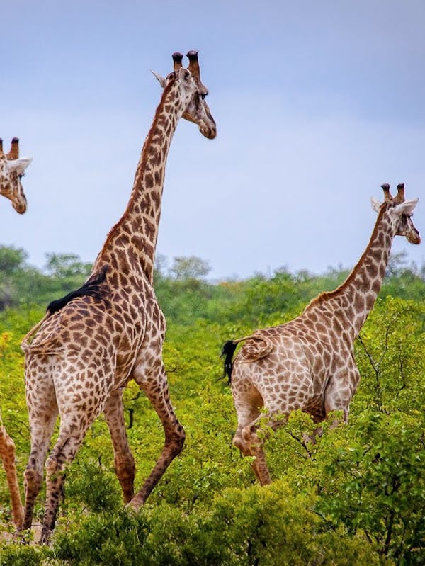 Giraffes in greenery