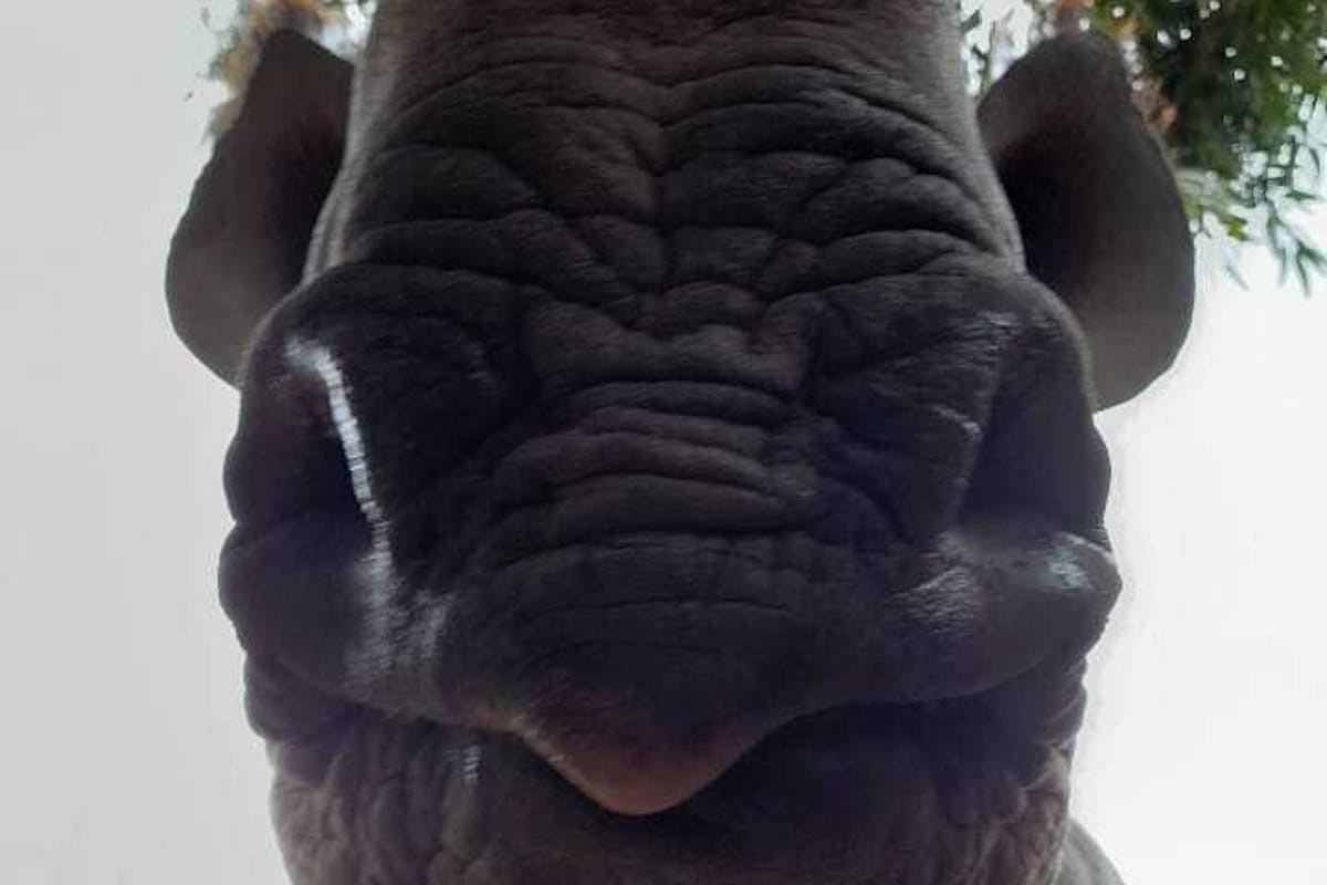 Charlie Krekels: close-up of rhino