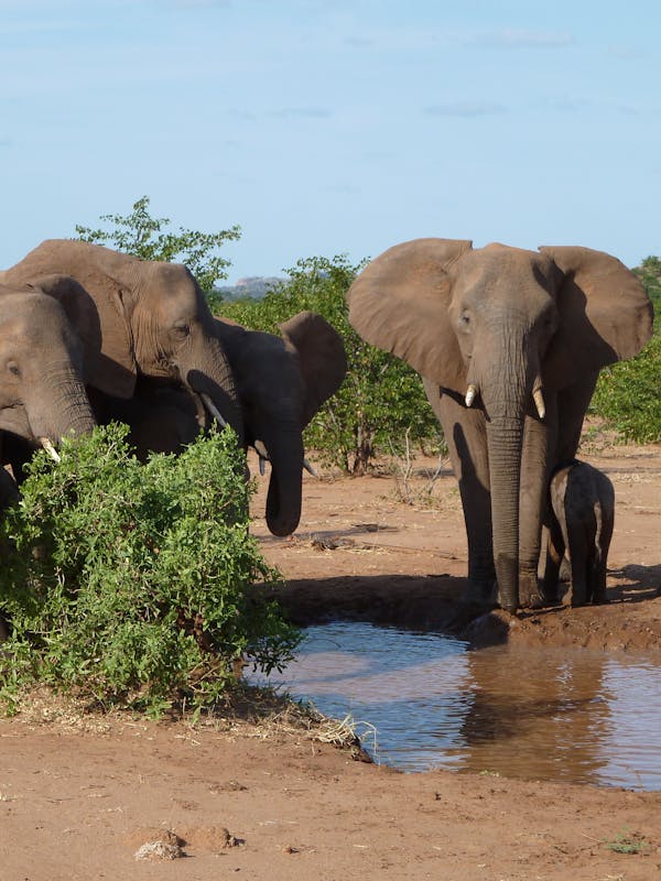 Small herd of elephants beside the water