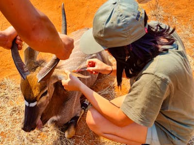 Natasha Hart: veterinary work on nyala