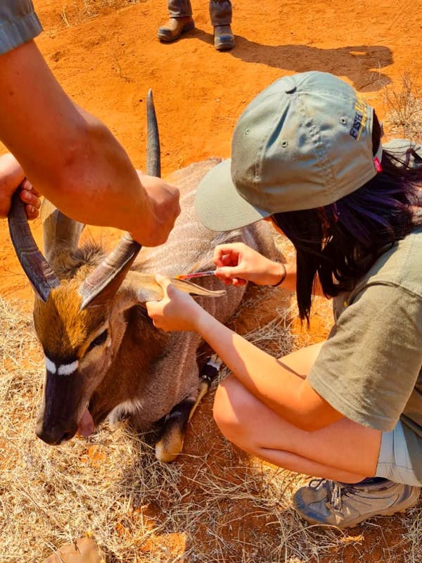 Natasha Hart: veterinary work on nyala