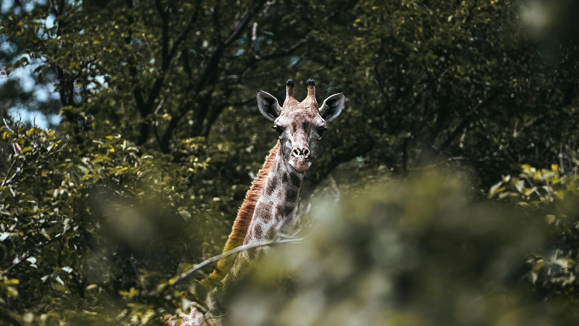 Close-up of a giraffe amongst the trees