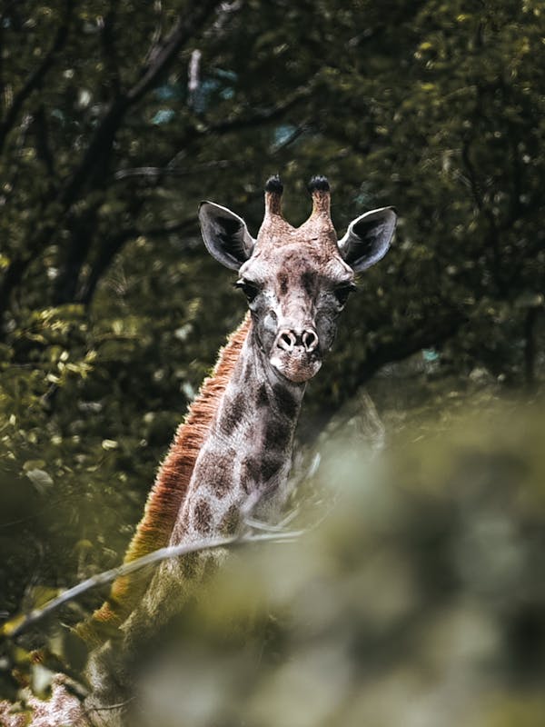 Close-up of a giraffe amongst the trees