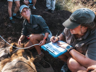 ACE volunteers and professionals monitoring a sedated lion