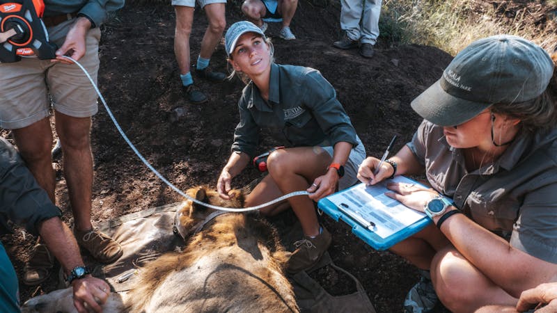 ACE volunteers and professionals monitoring a sedated lion