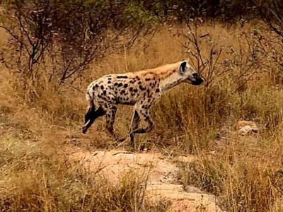 Lauryn Sitton: A hyena