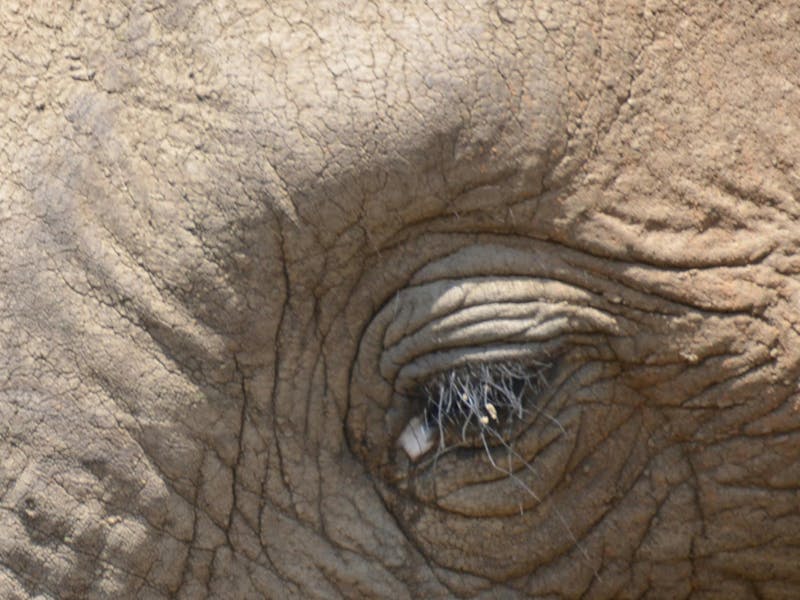 Close up of an elephant eye