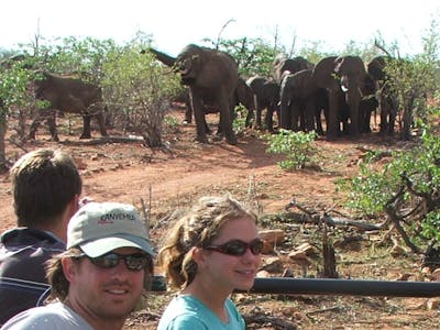 Group of ACE volunteers viewing and monitoring elephants in a vehicle, from a safe distance