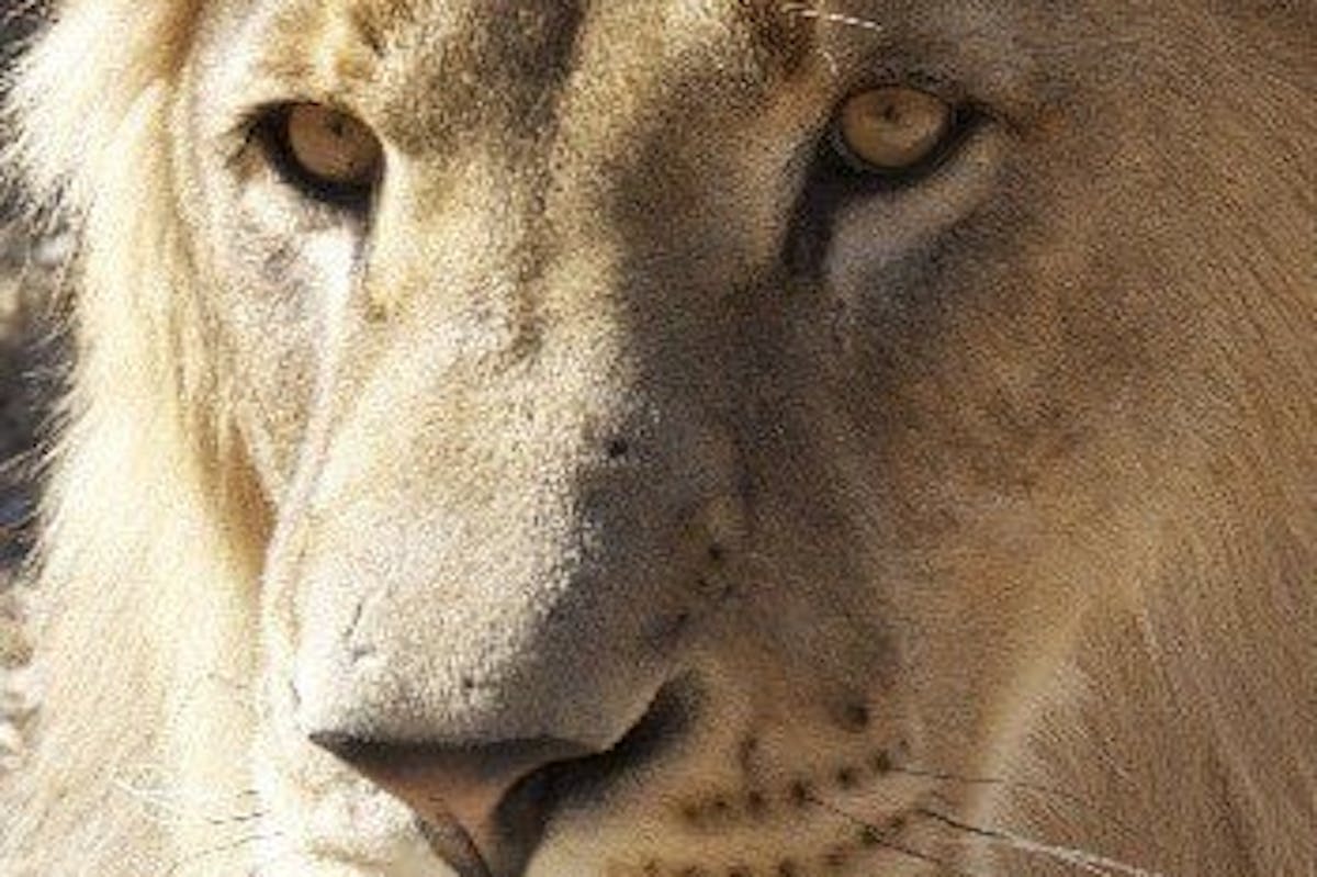 Close-up of a lion, Simone Landers 
