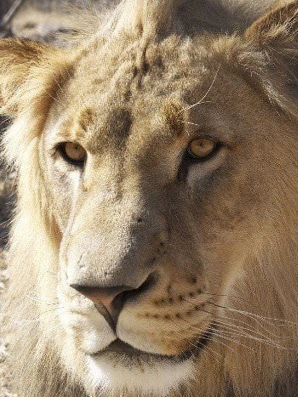 Close-up of a lion, Simone Landers 