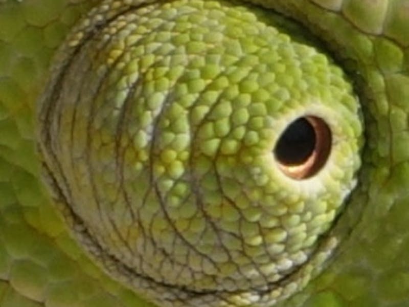 Close up of a chameleon eye