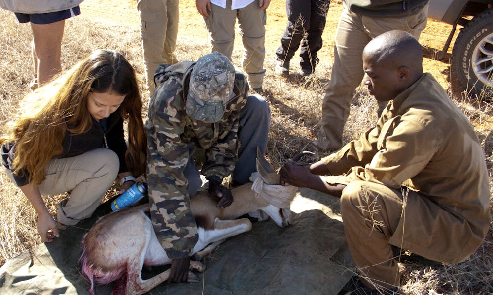 Veterinary students on the Shimongwe veterinary experience attend an injured antelope