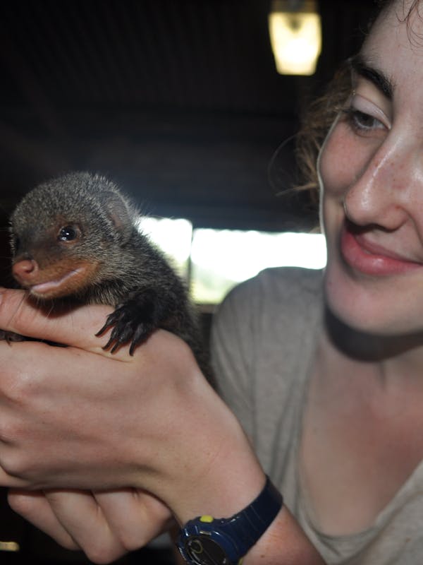 Close-up of an ACE volunteer holding a baby mongoose