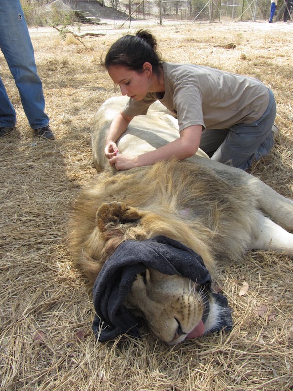 ACE volunteer injecting a sedated lion in the field