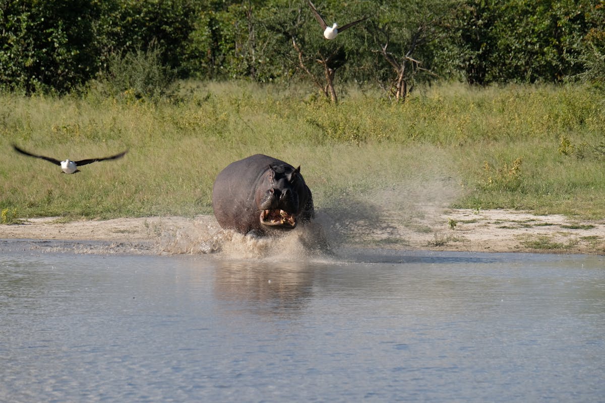 Tomer Admon: hippo entering the water