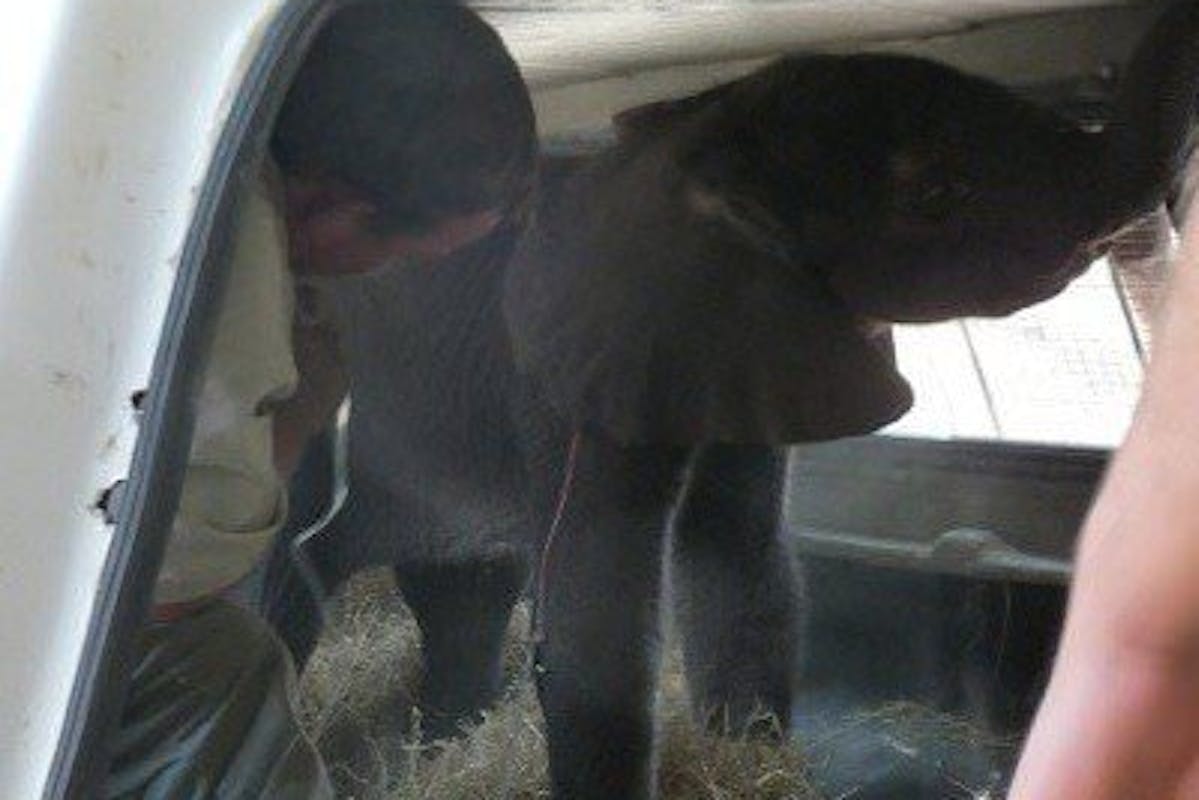 Moholoholo Rehabilitation Centre: young elephant calf arrives