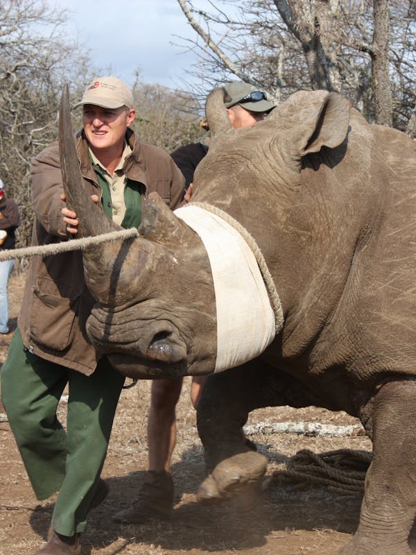 Professional vet capturing and relocating rhino