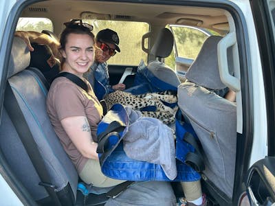 a couple hold a sedated cheetah in the back of a car