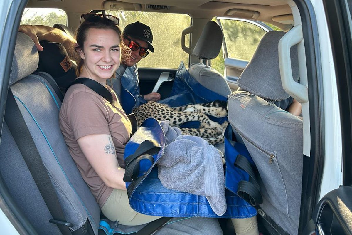a couple hold a sedated cheetah in the back of a car