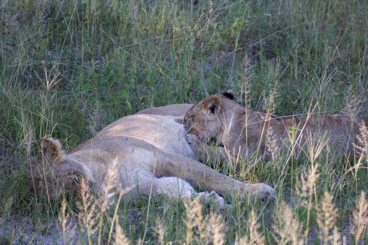 Ramez Ramzy: lion cubs relaxing