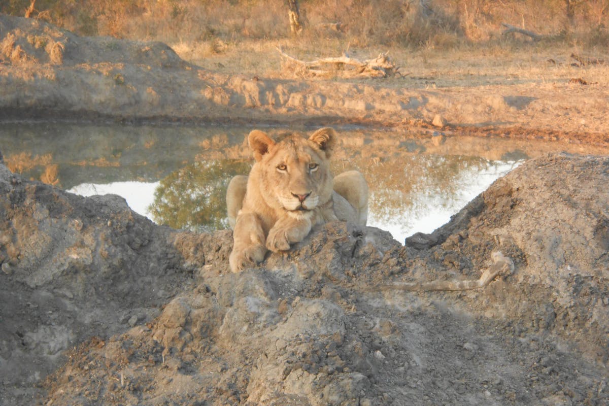 Sophie Gates: lioness relaxes by a pool of water