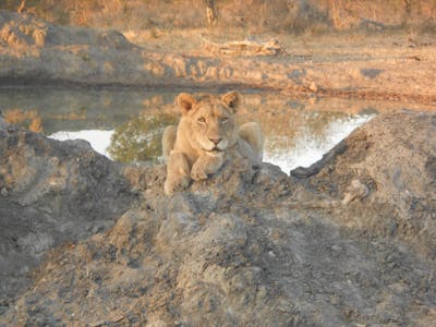 Sophie Gates: lioness relaxes by a pool of water