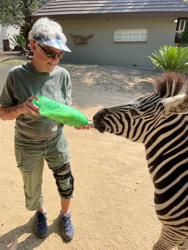 Frances Watson: bottle feeding a baby zebra