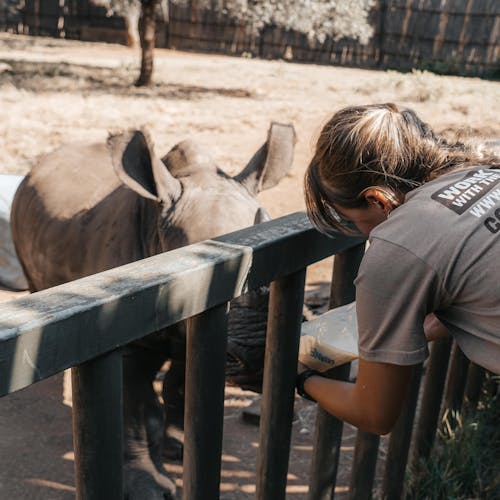 ACE volunteer bottle feeding a baby rhino with a professional assisting, The Rhino Orphanage