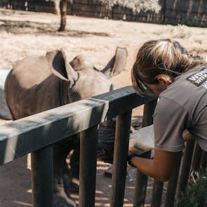 ACE volunteer bottle feeding a baby rhino with a professional assisting, The Rhino Orphanage