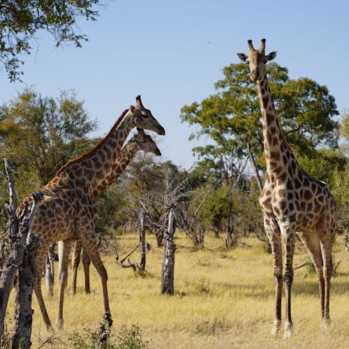Rino Eliassen: giraffes
