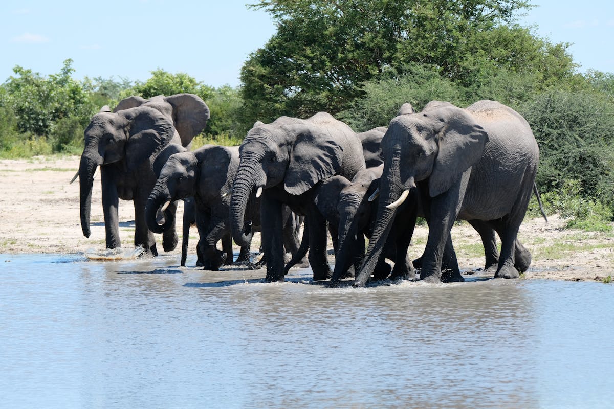 Tomer Admon: elephants beside the water